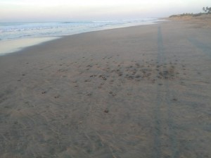 Baby turtles on the beach